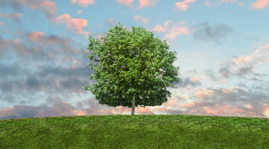 single green leafy tree in a field