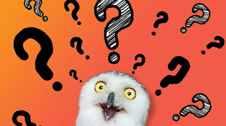 Owl with open beak
