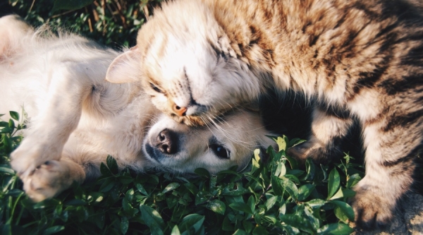 A dog and cat snuggling