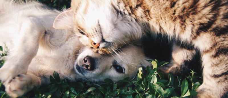 dog and cat snuggling