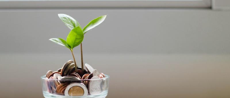 A plant sprouting out of a glass full of coins